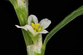 Attēlu rezultāti vaicājumam “Polygonum aviculare flower”