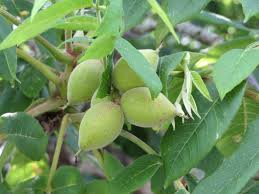 Attēlu rezultāti vaicājumam “Juglans ailanthifolia”