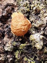 Attēlu rezultāti vaicājumam “Reticularia lobata spores”