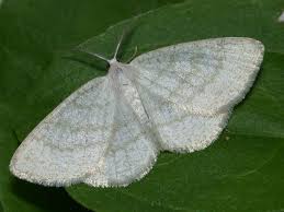 Attēlu rezultāti vaicājumam “Cabera exanthemata”