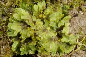 Attēlu rezultāti vaicājumam “Riccia canaliculata”