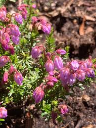 Attēlu rezultāti vaicājumam “Ericaceae”