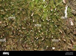 Attēlu rezultāti vaicājumam “Cephalozia bicuspidata”