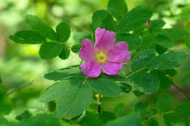 Attēlu rezultāti vaicājumam “Rosa majalis fruit”