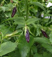 Image result for Campanula strigosa