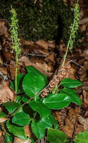 Attēlu rezultāti vaicājumam “Orthilia secunda”