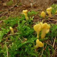 Attēlu rezultāti vaicājumam “Spathularia flavida”