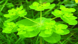 Attēlu rezultāti vaicājumam “Euphorbia helioscopia leaf”