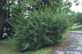 Attēlu rezultāti vaicājumam “Forsythia intermedia”