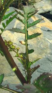 Attēlu rezultāti vaicājumam “Rorippa palustris leaf”