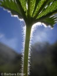 Attēlu rezultāti vaicājumam “Stemonitopsis gracilis young”