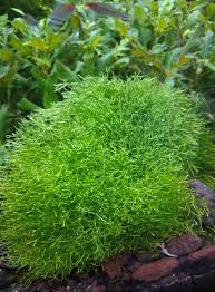 Attēlu rezultāti vaicājumam “Riccia fluitans”