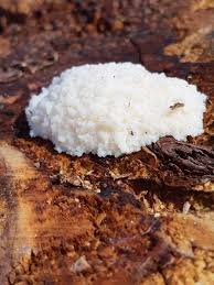 Attēlu rezultāti vaicājumam “Reticularia lycoperdon”