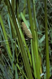 Attēlu rezultāti vaicājumam “Acorus calamus fruit”