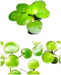 Attēlu rezultāti vaicājumam “Hydrocharis morsus-ranae fruit”