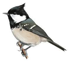 Attēlu rezultāti vaicājumam “Periparus ater adult”