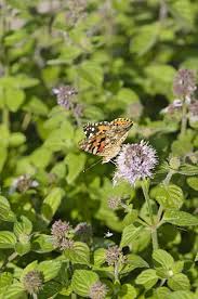 Attēlu rezultāti vaicājumam “Mentha x verticillata”