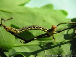 Attēlu rezultāti vaicājumam “Erannis defoliaria larva”
