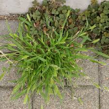 Attēlu rezultāti vaicājumam “Setaria viridis fruit”