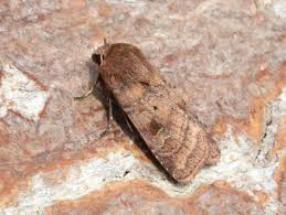 Attēlu rezultāti vaicājumam “Diarsia florida”