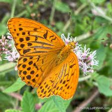 Attēlu rezultāti vaicājumam “Argynnis paphia underside”