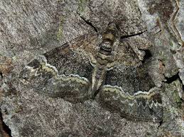 Attēlu rezultāti vaicājumam “Perizoma bifaciata”