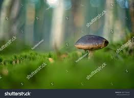 Attēlu rezultāti vaicājumam “Leccinum melaneum”