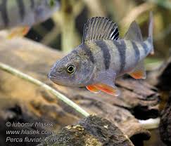 Attēlu rezultāti vaicājumam “Perca fluviatilis”