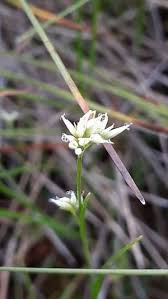 Attēlu rezultāti vaicājumam “Rhynchospora alba”