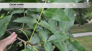 Attēlu rezultāti vaicājumam “Carya ovata leaf”