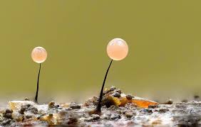 Attēlu rezultāti vaicājumam “Lamproderma violaceum plasmodium”