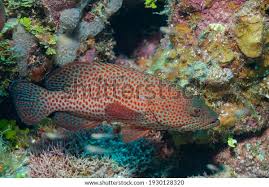 Image result for Cephalopholis cruentata