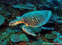 Image result for Eretmochelys imbricata
