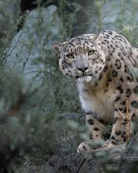 Image result for kernel panic snow leopard