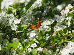 Attēlu rezultāti vaicājumam “Melitaea cinxia upperside”