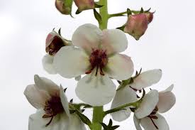 Attēlu rezultāti vaicājumam “Verbascum blattaria flower”