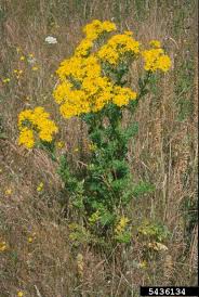 Attēlu rezultāti vaicājumam “Aphis jacobaeae”