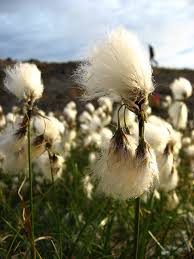 Attēlu rezultāti vaicājumam “Eriophorum latifolium flower”