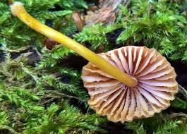 Attēlu rezultāti vaicājumam “Mycena renati”