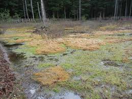 Attēlu rezultāti vaicājumam “Sphagnum papillosum”