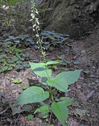 Attēlu rezultāti vaicājumam “Oenothera rubricauli leaf”