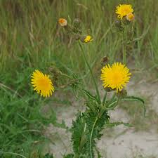 Attēlu rezultāti vaicājumam “Sonchus”