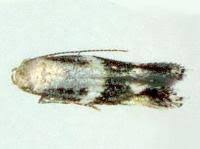 Attēlu rezultāti vaicājumam “Elachistidae”