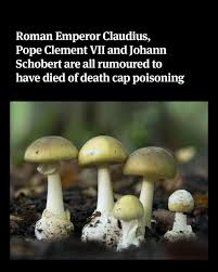 Attēlu rezultāti vaicājumam “Amanita phalloides”