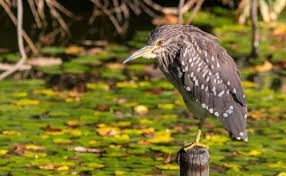 Attēlu rezultāti vaicājumam “Nycticorax nycticorax”