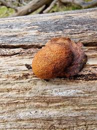 Attēlu rezultāti vaicājumam “Willkommlangea reticulata spores”