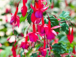 Attēlu rezultāti vaicājumam “Onagraceae”