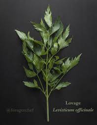 Attēlu rezultāti vaicājumam “Levisticum officinale leaf”