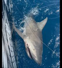 Image result for Carcharhinus leucas