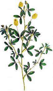 Attēlu rezultāti vaicājumam “Trifolium aureum”
